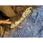 Stormwater-fence-post-monash