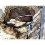 Tree-roots-surrounding-a-broken-stormwater-drain-in-Glen-Eagles