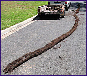 Blocked Drains Canberra from excessive drain root growth that caused a major problem blocked drain