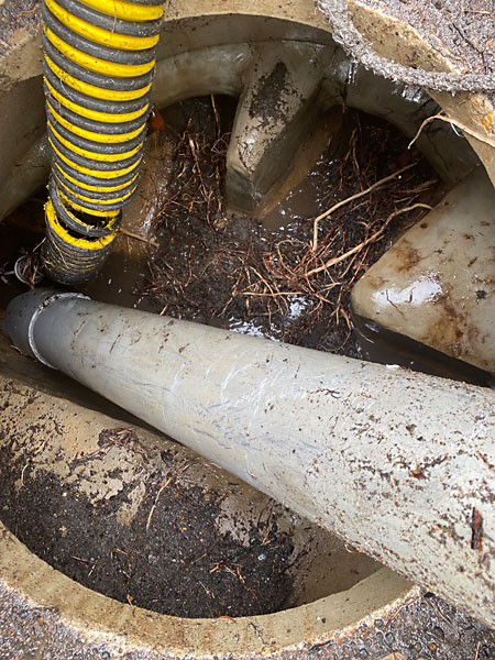 tree roots in stormwater, manhole north Canberra