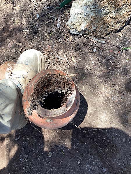 Outside of the drain shows the entry point for the tree roots. It was through a previuos poorly excecuted repair