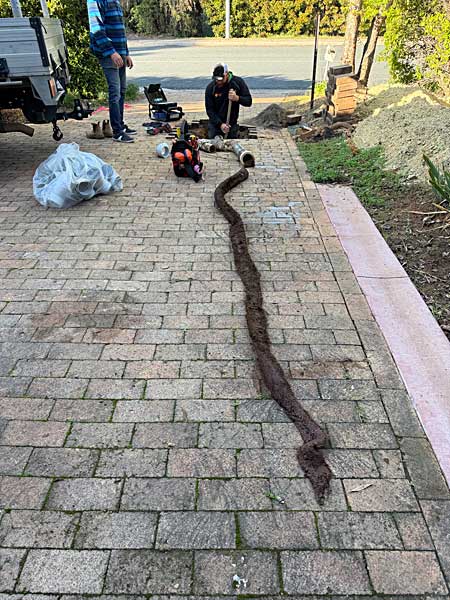 Long tree roots in stormwater drain Belconnen Canberra